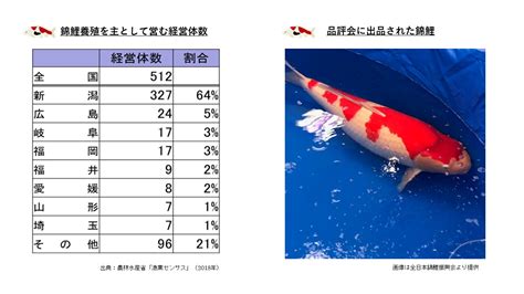 送福錦鯉|日本伝統の「泳ぐ芸術品」錦鯉について学ぼう：農林水産省